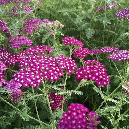 Achillea 'New Vintage Violet' New 2026